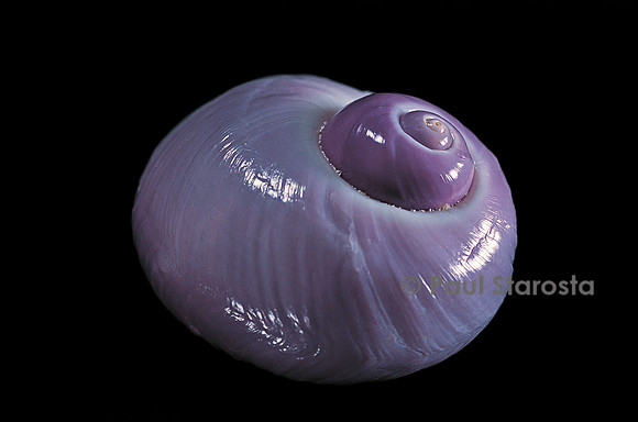 Janthina globosa