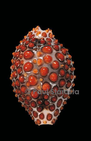 Jenneria pustulata