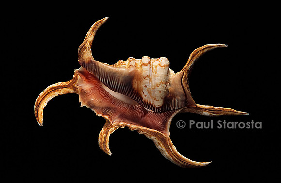 Lambis chiragra