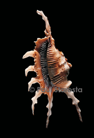 Lambis chiragra arthritica
