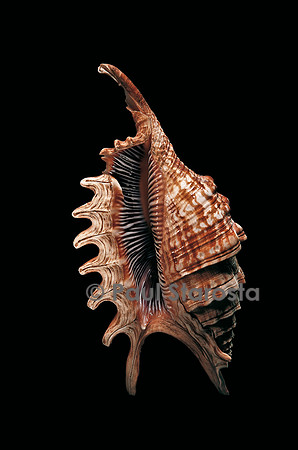 Lambis digitata
