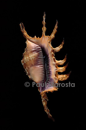 Lambis scorpius indomaris