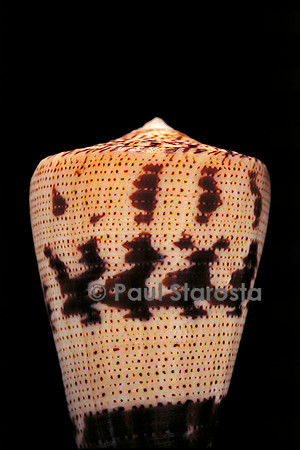 Conus augur