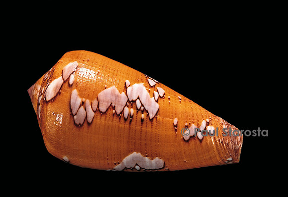 Conus behelokensis