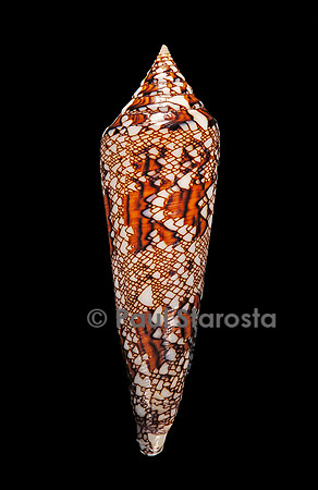 Conus bengalensis
