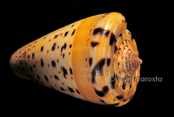 Conus betulinus