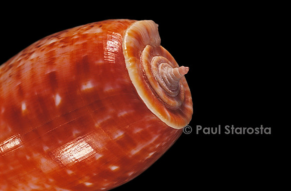 Conus bullatus