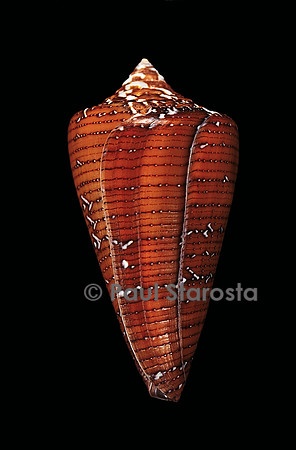 Conus cedonulli caledonicus
