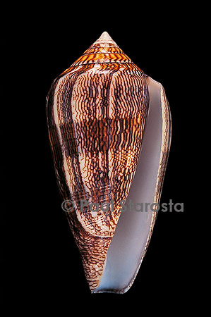 Conus cholmondeleyi