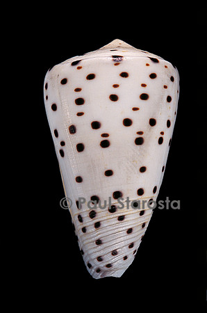 Conus eburneus