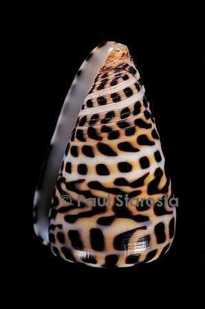 Conus eburneus polyglotta