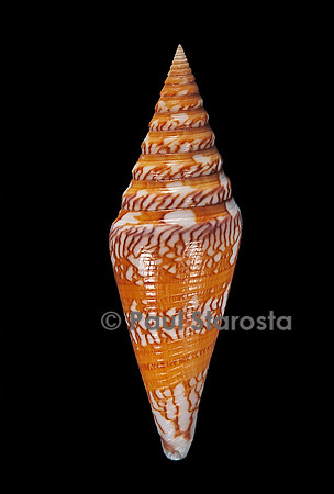 Conus excelsus