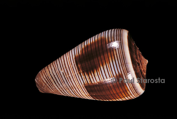 Conus figulinus