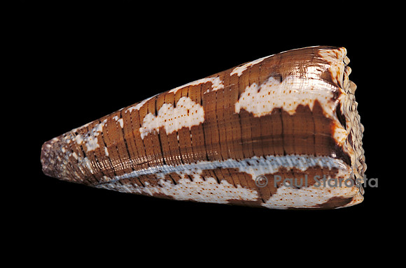 Conus fuscatus