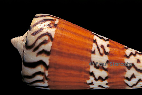 Conus generalis