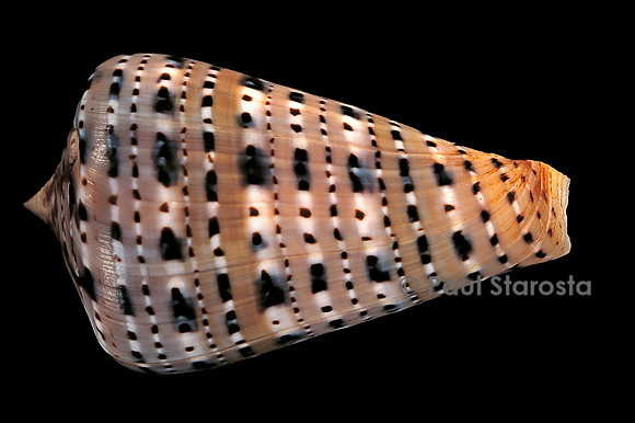 Conus genuanus
