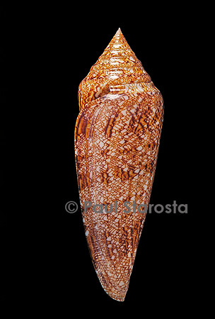 Conus gloriamaris
