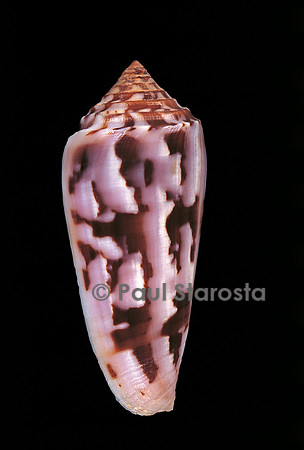 Conus gubernator