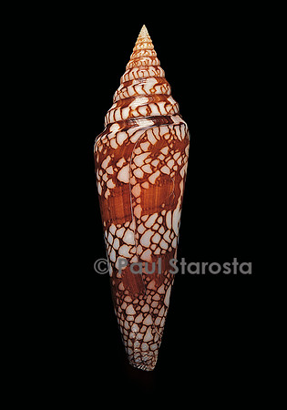 Conus milneedwardsi clyptospira