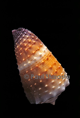 Conus muriculatus