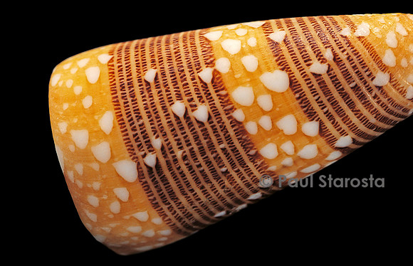 Conus nobilis victor
