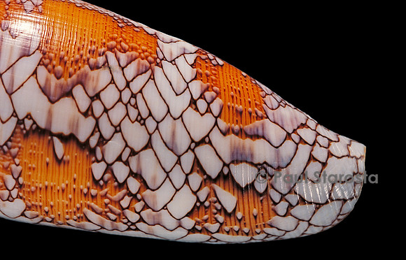 Conus pennaceus
