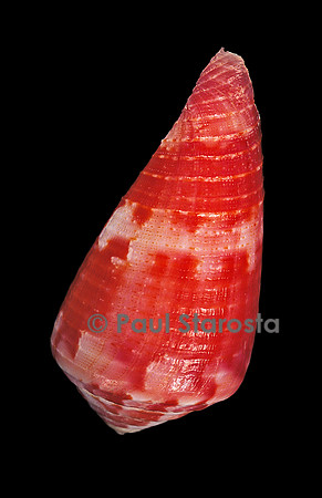 Conus pertusus