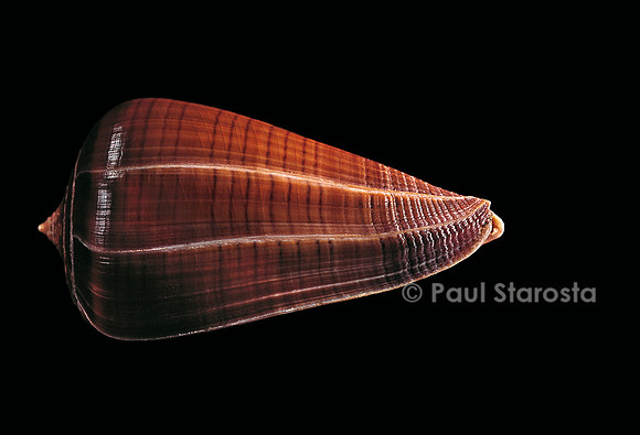 Conus sanguinolentus