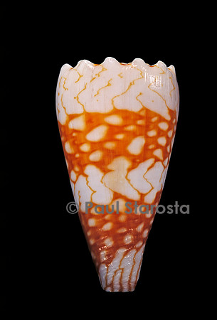 Conus vidua