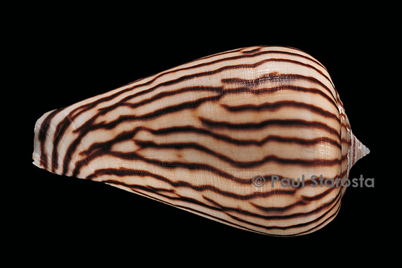 Conus zebroides