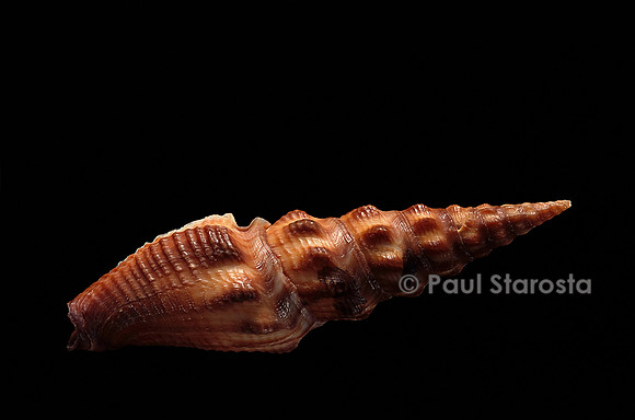 Crassispira maura
