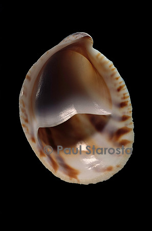 Crepidula maculosa