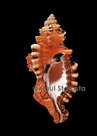 Cymatium lotorium