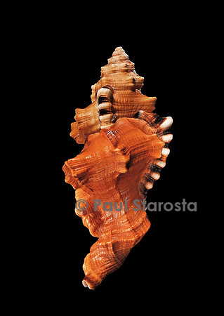 Cymatium lotorium