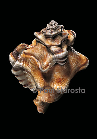 Cymatium perryi