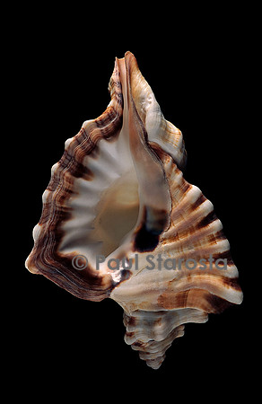 Cymatium ranzanii