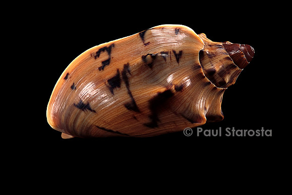Cymbiola aulica cathcartiae