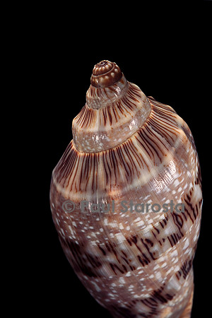 Cymbiola nivosa