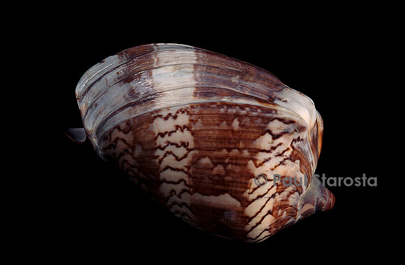 Cymbiola nobilis