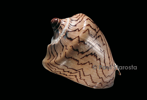 Cymbiola nobilis
