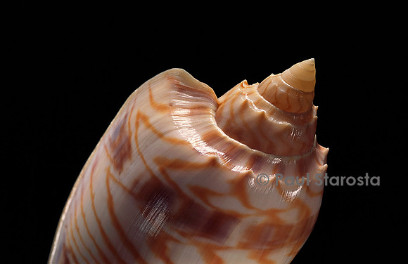 Cymbiolista hunteri