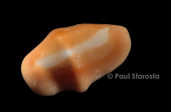 Cyphoma gibbosa