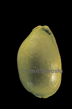 Cypraea arabica