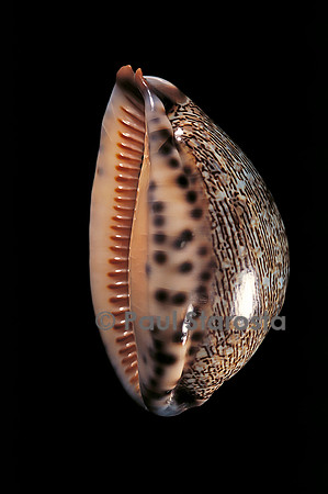 Cypraea arabica