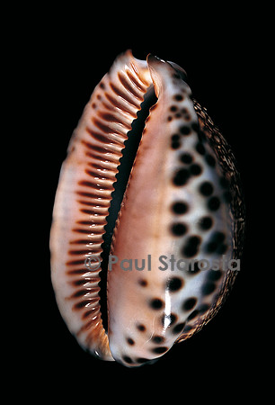Cypraea arabica