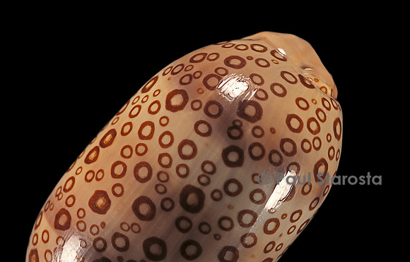 Cypraea argus