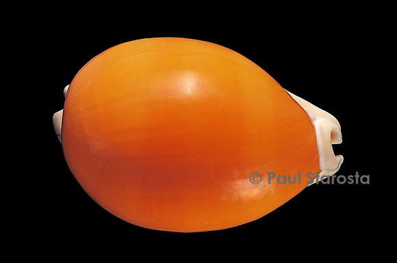 Cypraea aurantium