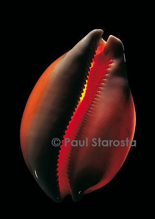 Cypraea aurantium