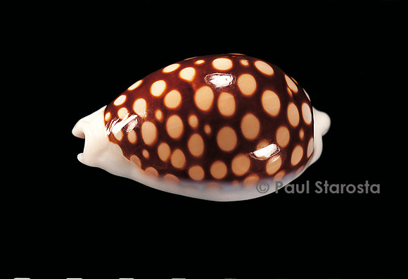Cypraea cribaria exmouthensis