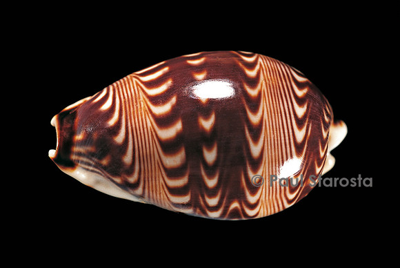 Cypraea diluculum